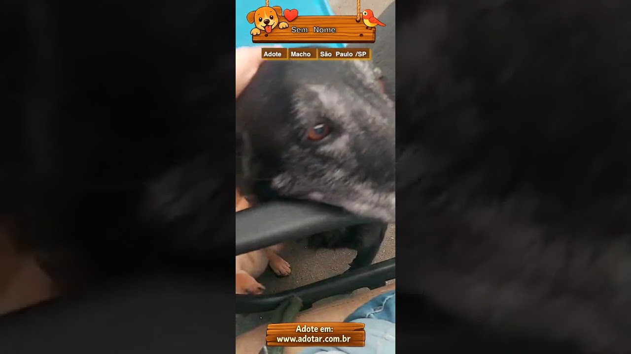 Cachorro raça SRD-ViraLata idade 2 a 6 meses nome Sem Nome