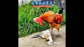 Download lagu Ayam Jantan Bersedih Karena temannya mati,story wa, story wa kata2 bijak,story wa lagu inggris mp3