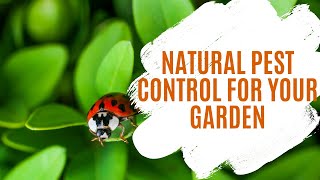 Balcony Garden Series Episode 6: Pest Controls