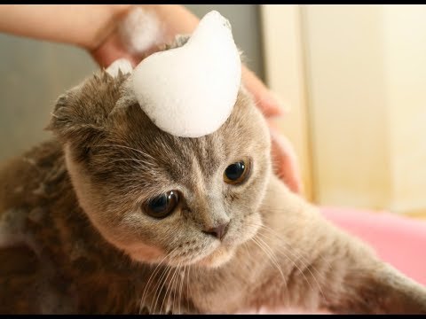 How to Sedate a Cat for Grooming - Cat Grooming Tips Beginners