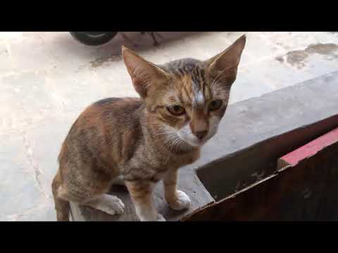 Very Talkative Cat Kavi | Talking Cat | Hooman Fur Tails