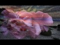 Gentle Rain 1