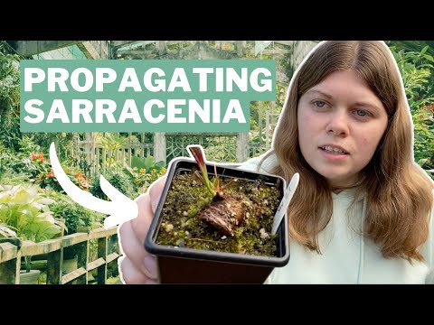 Sarracenia Propagation - Two Essential Techniques From Megan Webb