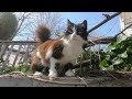 Fluffy Tuxedo Cat And Her Friends Are Hungry