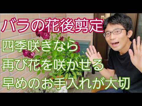 春にディプラデニアを剪定するにはどうすればよいですか？花を美しく保つためのヒントをご紹介します  庭園