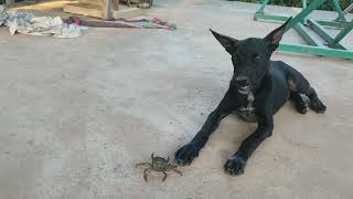 The puppy got away with the crab #dog #animals #pets