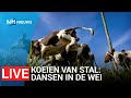 Koeien van stal gaan dansend de wei in ?