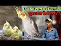 How To Start Raising Cocktail Parrots Cocktail Parrots Basic Information