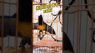 Download lagu Kolibri Muncang B1rahi #kolibrimuncang #kolibri mp3
