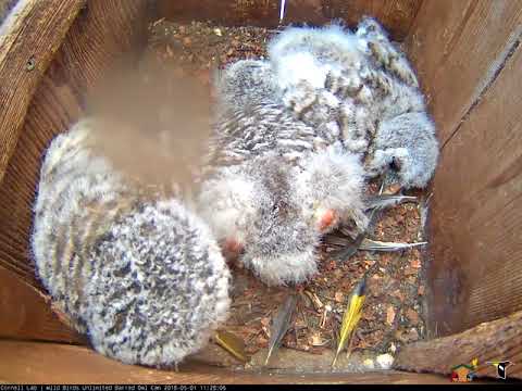 Owlet Sprawls Out With Stretched Legs In Nest Box – May 1, 2018