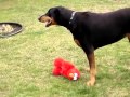 Elmo Gets Taken Hostage By Doberman