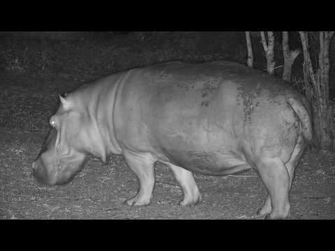 Djuma: Lone unknown Hippo returns - 20:50 - 11/20/19
