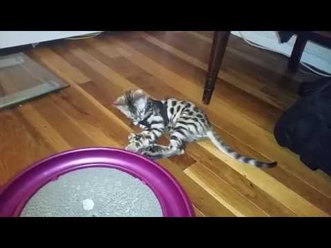 How to Harness/Leash Train Your Cat - Pt. 1 (Baby Bengal Kitten, Isis)