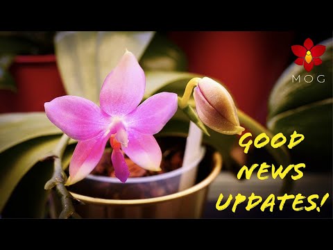 Orchid Updates that boost confidence! #2 - Special Phalaenopsis, Vandas & more!