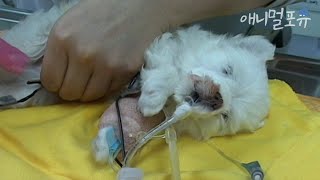 긴급했던 동물병원의 24시간, KBS 020826 방송