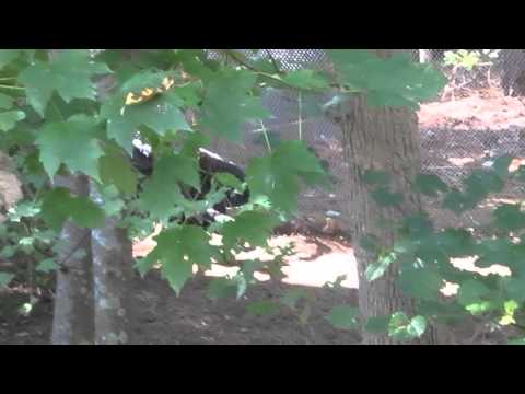 Turkey Vulture Running