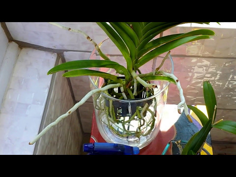 Semi water culture method for my vandas and how I fertilize them.