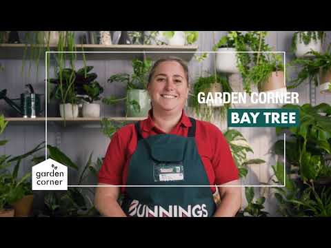 How To Grow and Care for a Healthy Bay Tree - Bunnings Warehouse