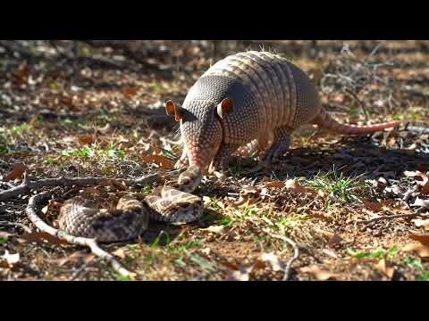 Armadillo vs Snake | Intense Forest Showdown in the Wild