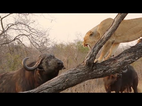 Hunter becomes the hunted