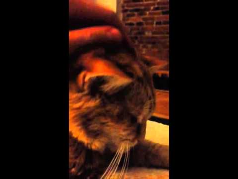 Purring 17-year old cat's stomach gurgles