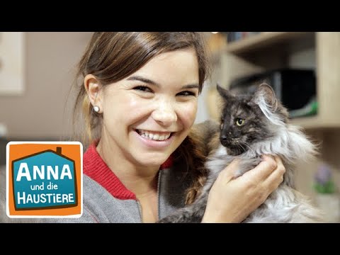 Norwegische Waldkatze | Information für Kinder | Anna und die Haustiere