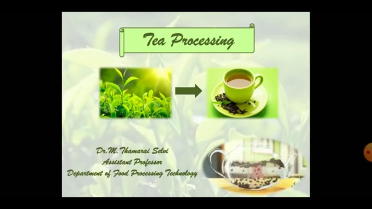 Processing of Tea
