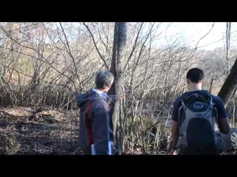 Parthenocissus quinquefolia