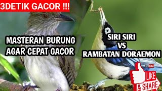 Download lagu MASTERAN KICAU BURUNG SIRI SIRI VS RAMBATAN DORAEMON COCOK U NTUK TERAPI|MASTERAN BURUNG GACOR AMPUH mp3