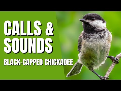 YouTube video about: What bird says cheeseburger?