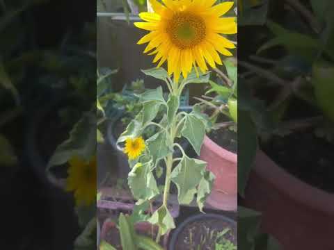 Sunflowers make puppy Harry happy #cute #sunflower #flowers #harrystyles #shorts #cavapoo #tiktok