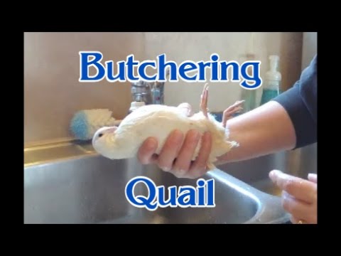 download lagu mp3 mp4 Frozen Quail Near Me, download lagu Frozen Quail Near Me gratis, unduh video klip Frozen Quail Near Me