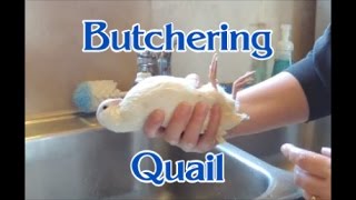 How to Butcher Quail