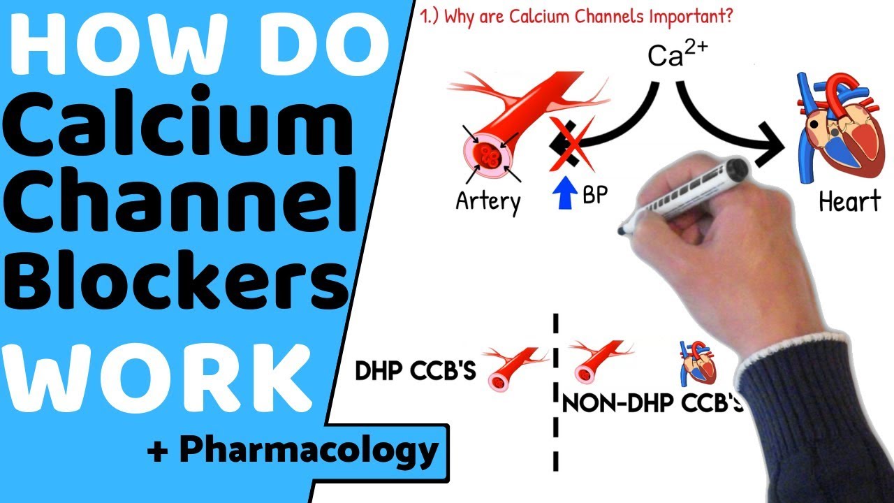 How do Calcium Channel Blockers Work? (+Pharmacology)