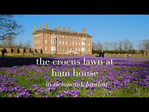Purple crocus lawn at Ham House in Richmond, London | London spring walk, Petersham Nurseries