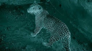 Download lagu Baby Warthog Trapped With Leopard | Earth's Great Rivers: Nile | BBC Earth mp3