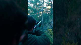 Lances a jabalí en batida | Cazando con BCN Outdoor #jabali #batida #wildboar #shoot #shooting