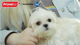 Holistically Healing Bella The Shih-Tzu | Bondi Vet x Prime100