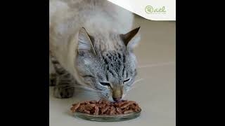Nourriture pour chat : conserve vs nourriture sèche