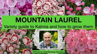 MOUNTAIN LAUREL – Variety guide to Kalmia and how to grow them