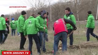 В Шелковском районе Чечни  прошла масштабная экологическая акция по посадке саженцев  