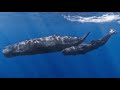 Whale Sounds 1 HOUR