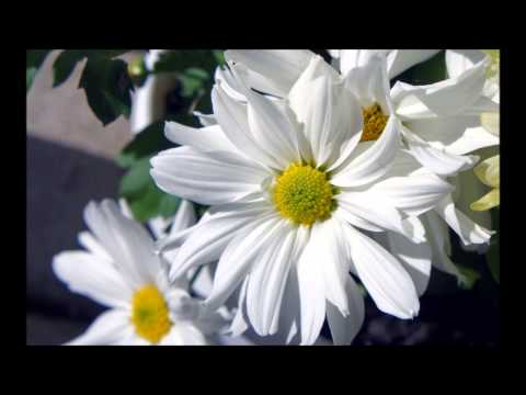 Conjure One  - Nargis