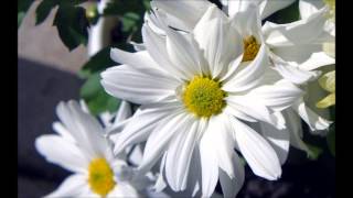 Conjure One  - Nargis