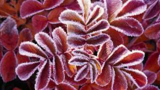 The Prettiest Flowers by: The Issacs