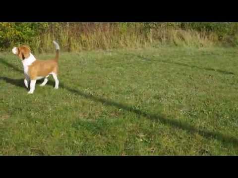 BACARDI VOLCANO OF DEVIZAS 1 year, 6 months old