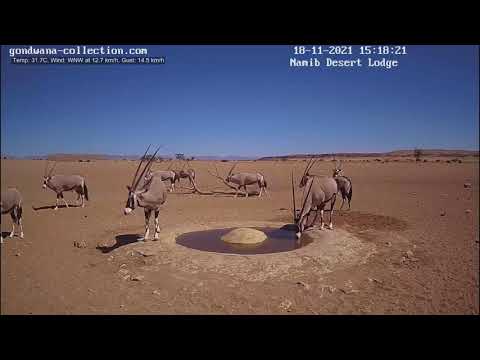 NamibiaCam: Sounds of an agitated male Oryx - 18 November 2021