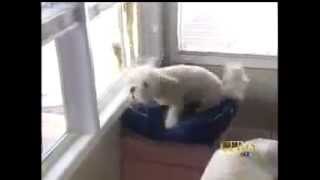 Bark Busters Home Dog Training Edmonton