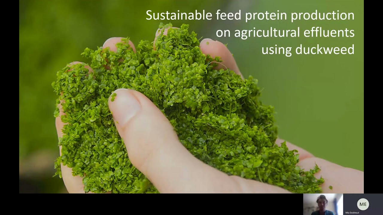 Animal production systems: Sustainable feed formulations