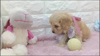 ハーフ犬の動画01